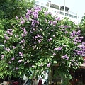 DSCN9344p1