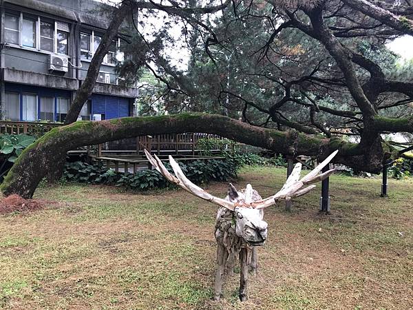 【花蓮市】老松環抱的卧松園區(免門票)