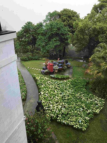 【新竹尖石鄉】薰衣草森林雨中的紫色繡球花，美得讓人流連忘返