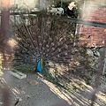 IMG_8944A.jpg