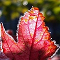 Frost leaves - Cranberry 10-18-2009