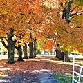 A farm gate 11-01-2013