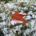 Snow n maple leaf 11-30-2008