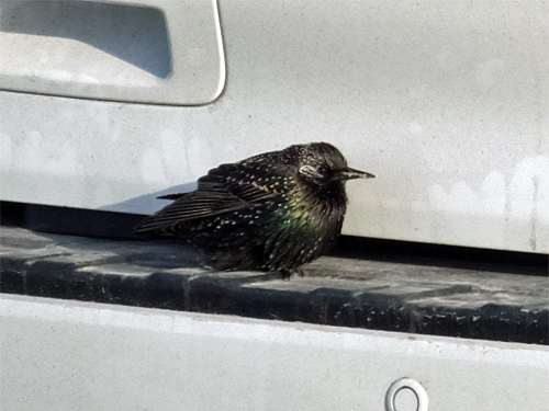 在汽車緩衝器上面避寒的ㄧ隻野鳥