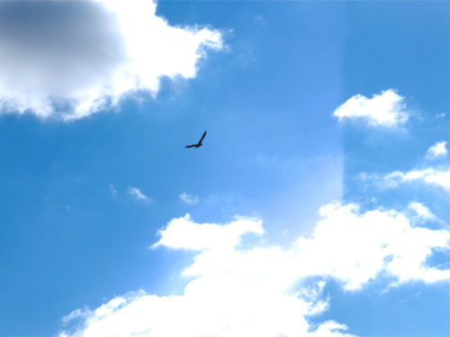 A bird in the sky 02-09-2016.jpg