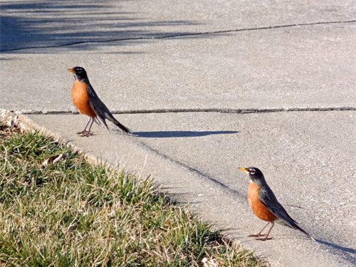 The courtship game of robins 02-27-2016.jpg