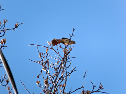 A female cardinal 02-27-2016.jpg