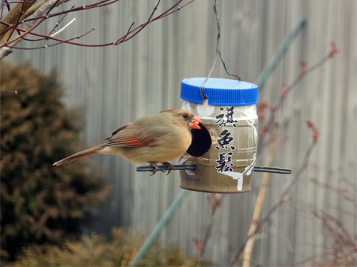 A female cardinal%5Cs breakfast 03-02-2016.jpg