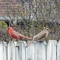 A cardinal birds couple 03-09-2016.jpg