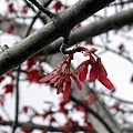 Red maple seeds 03-20-2016.jpg