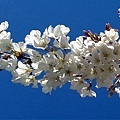 Neighbor's flowering cherry tree 03-21-2016.jpg