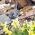 A sparrow gazed at daffodil 03-24-2016.jpg