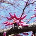 Red buds 03-26-2016.jpg