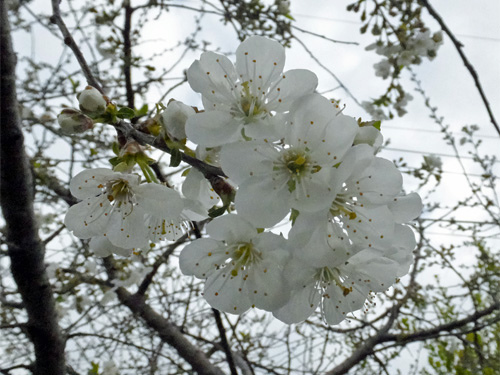 Nanking cherry blossom 04-07-2016.jpg