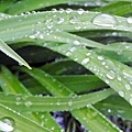 Raindrops on the daylily leave 04-11-2016.jpg