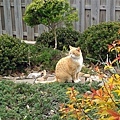 Neighbor's cat in my yard 04-13-2016.jpg