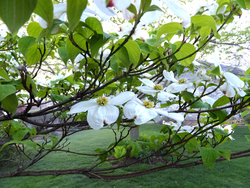 White dogwood blossom 04-19-2016.jpg