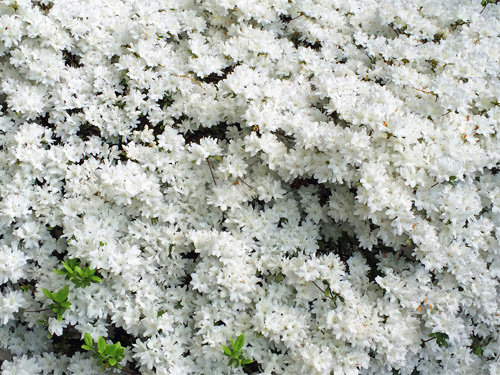 Neighbor's white azalea flowers 04-22-2016.jpg