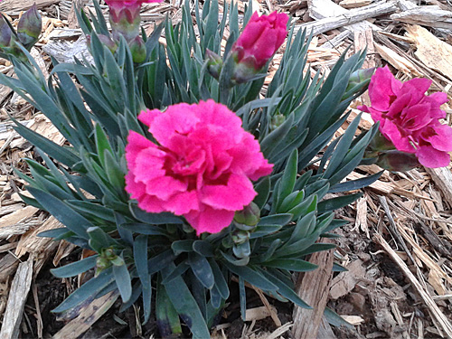 A roadside perennials flowers 04-20-2016.jpg