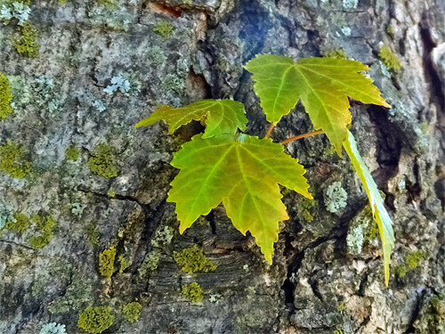 The new leaves on an old maple trunk 04-24-2016.jpg