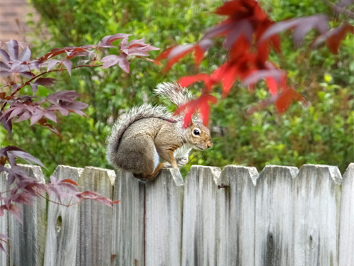 A squirrel running on the fence 04-29-2016.jpg