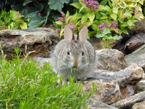 Robbit eating  creeping phlox 05-17-2016.jpg