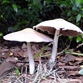 2 wild mushrooms 05-27-2016.jpg