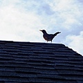 A robin rest on the roof 05-29-2016.jpg