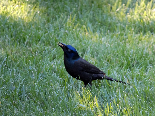 An unknown bird 06-09-2016.jpg