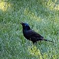 An unknown wild bird 06-09-2016.jpg