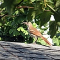 A wild bird rest on the roof of a storage 06-15-2016.jpg