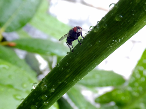 A fly rest on a calalily stem 06-15-2016.jpg