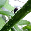 A fly rest on a calalily stem 06-15-2016.jpg