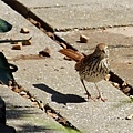 A wild bird walking on the patio blocks 06-15-2016.jpg