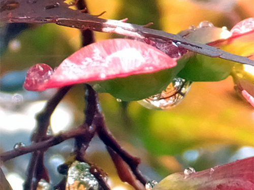 Raindrops on the Japanse maple leaves 06-15-2016.jpg