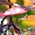 Raindrops on the Japanse maple leaves 06-15-2016.jpg