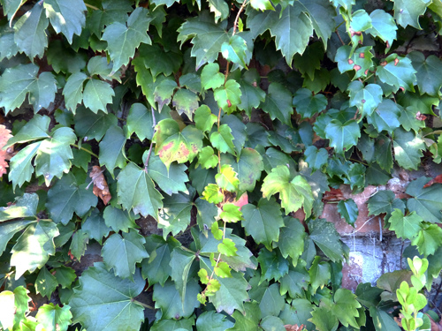 The climbing vines on wall 09-11-2016.jpg