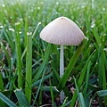 A lawn mushroom 09-25-2016.jpg