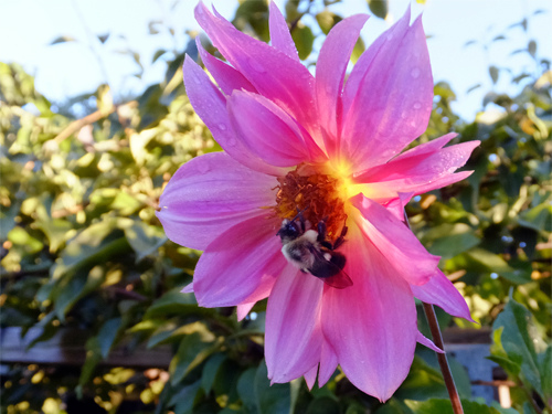 Bumblebee on a dahlia flower 09-27-2016.jpg