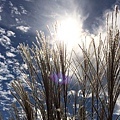 Ornamental grass 10-09-2016.jpg