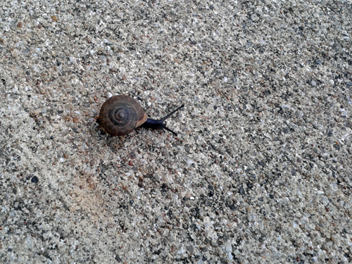 A tiny snail 10-18-2016.jpg