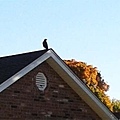 A crow on neighbor's roof 10-21-2016.jpg