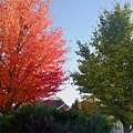 Maple + Ginko's foliage 11-13-2016.jpg