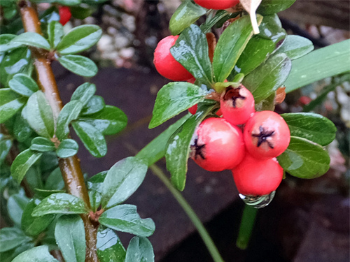 Cotoneaster in rain 12-04-2016.jpg