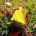 Fallen leaves 11-19-2016.jpg