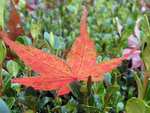 A fallen leaf 12-04-2016.jpg