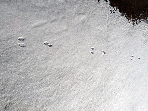 Footprints on snow 12-18-2016.jpg