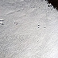 Footprints on snow 12-18-2016.jpg