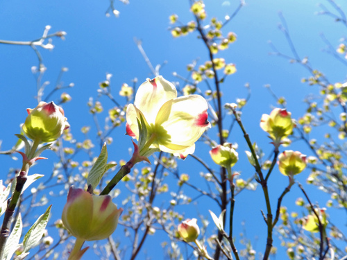 White dogwood flowers 03-28-2016.jpg