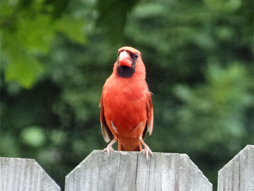 A cardinal rest on the fence 07-08-2016.jpg